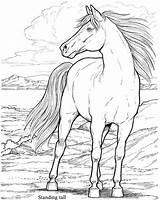 Pobarvanke Caballos Konj Caballo Konji Pintar Dover Salvajes Adultos Samorogi Stallion Jih sketch template