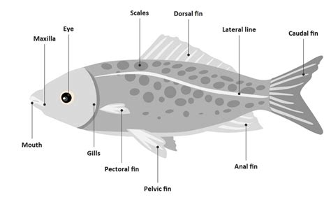 guide  understand fish  diagram edrawmax