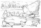 Pintinhos Colorir Galinha Chickens Hen Categorias Rooster sketch template