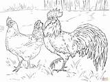 Rooster Hahn Henne Ausmalbild Zum Supercoloring Poule Coq sketch template