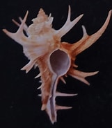Afbeeldingsresultaten voor "tholospira Cervicornis". Grootte: 161 x 185. Bron: www.flickr.com