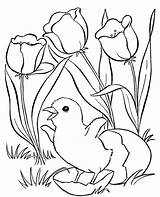 Coloring Chick Spring Pages Born Chicken Topcoloringpages Print Colouring sketch template