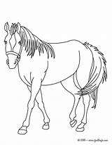 Cheval Caballos Caballo Cavalo Indien Coloriage Coloriages Pura Sangre Pintar Colorier Ausmalen Imagem Animaux Hellokids Ausmalbilder Animais Harmoni Entspannendes Pferd sketch template