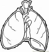 Lungs Coloring Pages Printable Comments Getcolorings Print sketch template