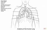 Lungs Rysunek Lunge Arbeitsblatt Płuca Człowieka Humano Kolorowanka Respiratory Schemat Pulmones Humanos Supercoloring Czlowieka Ausmalbild sketch template