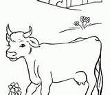 Coloring Printable Cows Calves Pages sketch template
