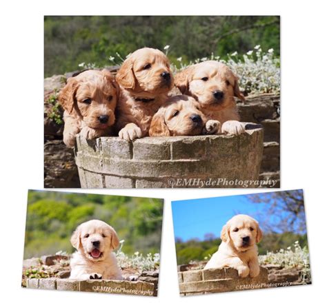 elizabethhydephotography puppies