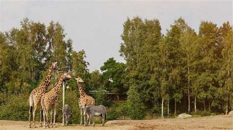 leuk uitje ga met korting naar safaripark beekse bergen indebuurt enschede