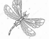 Dragonfly Getdrawings sketch template