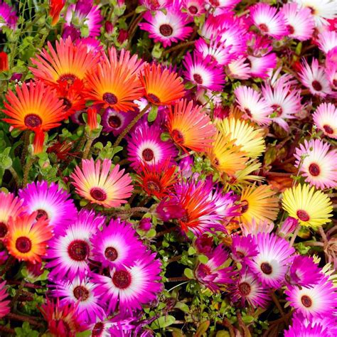 livingstone daisy mix seeds theseedcollection