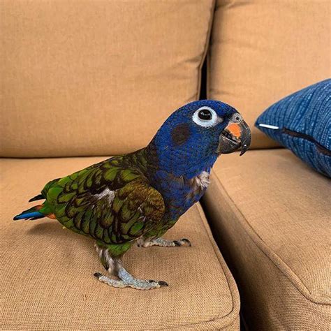 blue headed pionus parrots birds  sale price