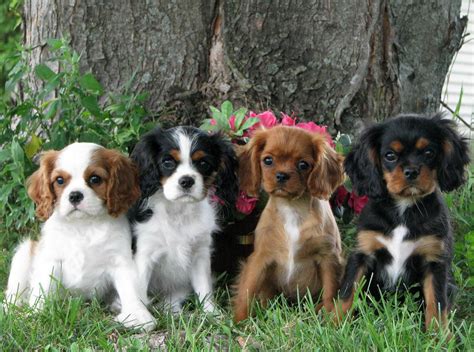 cavalier king charles spaniel puppies puppies dog breed information
