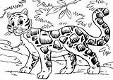 Leopard Coloring Clouded Kids Pages Printable Large Getdrawings Popular Edupics sketch template