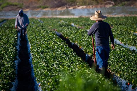 migrant farm workers   visa molina law group