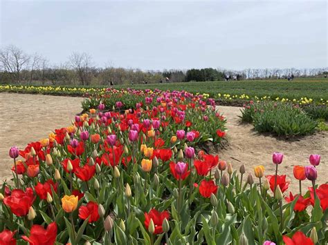 celebrating spring  tasc tulip farm   niagara region