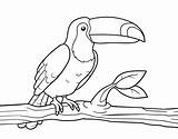 Toucan Coloring Coloringcrew Birds sketch template