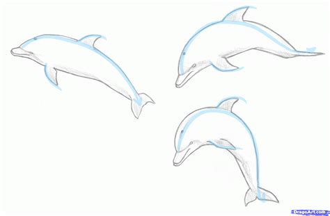 dolphin drawin easy   dolphin drawin easy png images