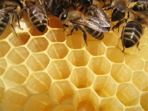 long    honeybees   honey bee keeper facts