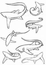 Shark Sharks Drawing Thresher Tattoo Drawings Coloring Tails Tattoos These Pages Animal Animals Bull Sketches Nurse Sea Dibujos Simple Anime sketch template