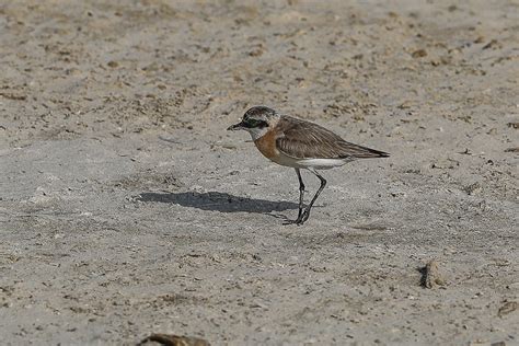 birds  saudi arabia greater  lesser sand plovers jubail