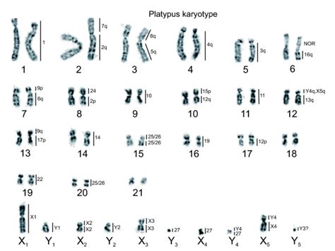The Multiple Sex Chromosomes Of Platypus And Echidna Are