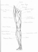 Leg Muscles Drawing Getdrawings sketch template