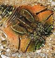 Afbeeldingsresultaten voor "ibacus Alticrenatus". Grootte: 176 x 185. Bron: www.oceanwideimages.com
