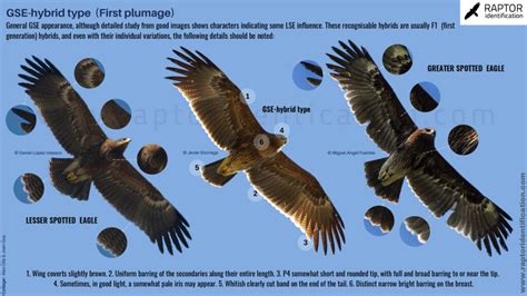 greater spotted eagle type hybrids juvenile plumage raptor