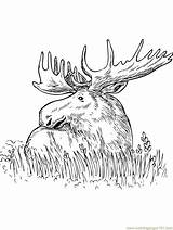 Moose Coloring Pages Grass Sitting Color Printable Drawing Print Head Baby Kids Online Getcolorings Mammals Getdrawings sketch template