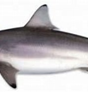 Afbeeldingsresultaten voor "carcharhinus Brevipinna". Grootte: 178 x 102. Bron: www.floridamuseum.ufl.edu