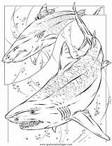 Sharknado Haie Shark sketch template