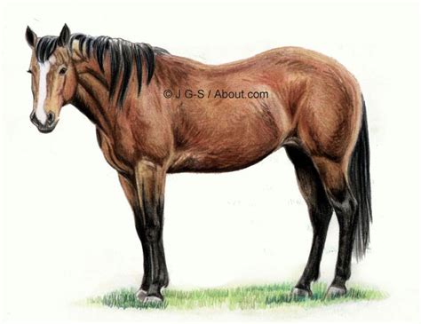 tutorial  teach    draw  realistic horse  colored pencil