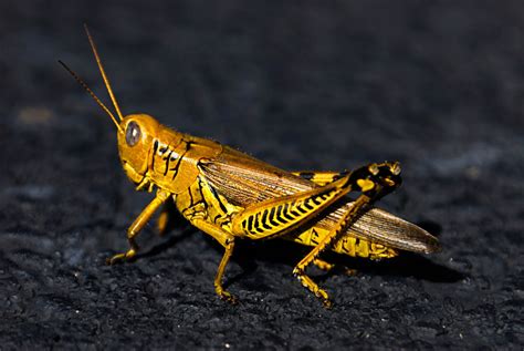 whats  habitat   locust   explore