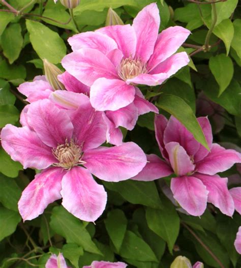 clematis planting pruning  advice  caring   flower vine