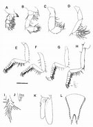 Afbeeldingsresultaten voor "heteromysis Mureseanui". Grootte: 135 x 185. Bron: www.researchgate.net