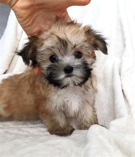 tcup morkie puppy  sale california iheartteacups