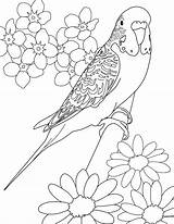 Budgie Coloring Colouring Parakeet Pages Color Printable Parakeets Kids Bird Print Budgerigars Drawings Birds Sheet Cartoon Adults Budgerigar Cooperscorner Info sketch template