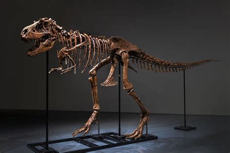 this 77 million year old dinosaur skeleton is going up for auction