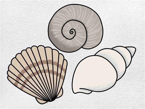 easy shells  draw easy  draw seashells nardi pasm