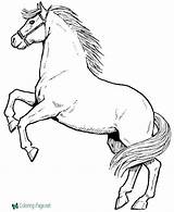 Horse Coloring Pages Printable Print Stallion sketch template