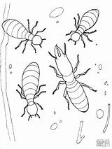 Termitas Coloring Colorear Termite Termites Colorare Cupins Termiti Disegni Kolorowanka Coloringbay Insects Ausmalbild Holz Kaefer Kategorii Categorías sketch template