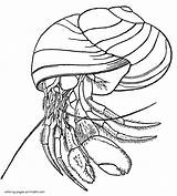Coloring Animals Pages Sea Hermit Crab Printable sketch template