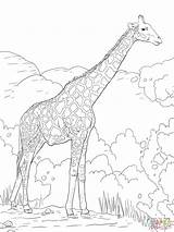 Coloring Giraffe Pages Animals African Giraffes Adult Safari Animal Baby Printable Realistic Adults Print Color Angolan Book Namibian Colouring Supercoloring sketch template