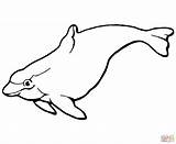 Dolphin Porpoise Torpedo Bulbous Shaped Clipartmag sketch template