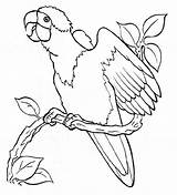 Parrot Coloring Perroquet Flying Pages Printable Dessin Coloriage Kids Colour Color Drawing Amazon Colorier Dessiner Maternelle Green Getcolorings Getdrawings Print sketch template
