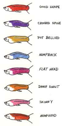 body  tail shapes