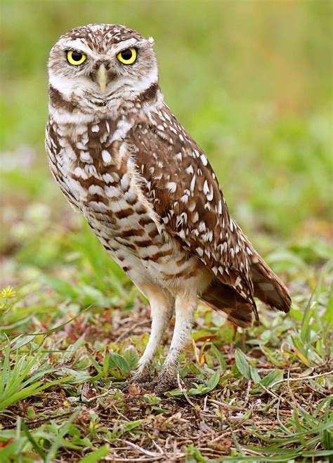 burrowing owl adaptations habitat facts britannica