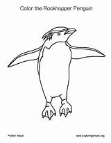 Coloring Penguin Rockhopper sketch template