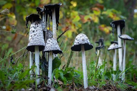 types  inky cap mushrooms az animals