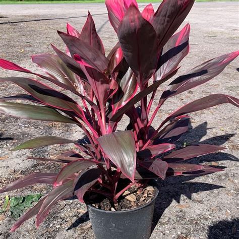 reviews  onlineplantcenter  gal red sister hawaiian ti cordyline plant  red foliage